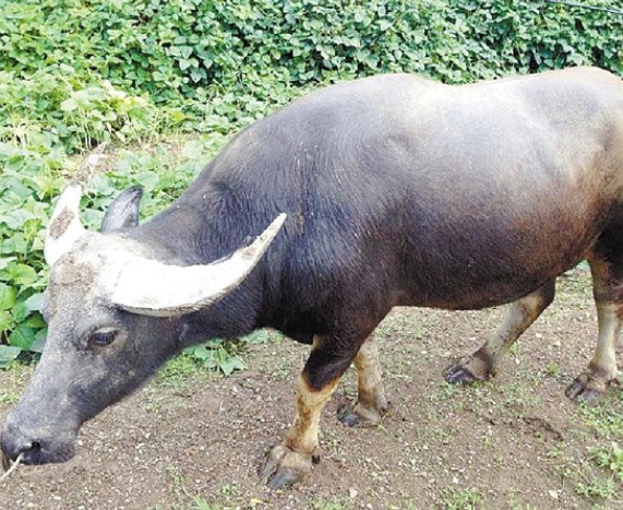 水牛突然发飙撞死主人曾有人出价36万购买被拒