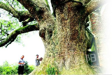 湖南岳阳现千年古樟树有10层楼高需9人合抱(图)