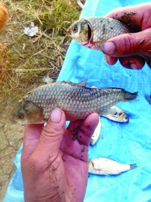 ���ݸ���һ�����ִ������������򻯹�����Ⱦ��ͼ��