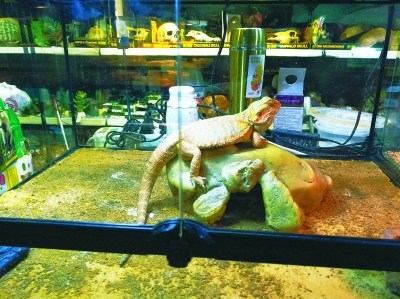 养猫狗“没意思”蜥蜴小蛇成北京青少年“新宠”