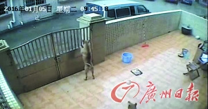 窃贼白天翻墙偷狗整个过程不到30秒(图)