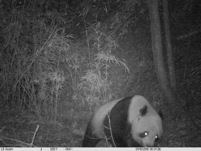 陕西宁陕县再次拍到野生大熊猫发现多处活动痕迹
