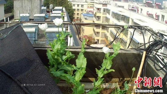 网友楼顶私种罂粟花网上晒视频招来警察蜀黍(图)