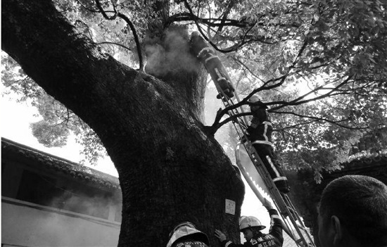 ��ׯ650�ꡰ�����������ǧ�����֦�նϵ���