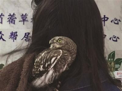 小猫头鹰“趴”美女长发里拒挪窝女子报警求助
