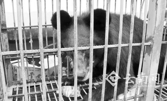 受伤黑熊被市民救:吃面条玩双杠赴昆明相亲(图)