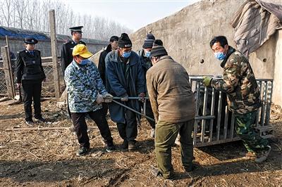 法院强制腾退107亩涉案土地200余头牲畜“搬家”