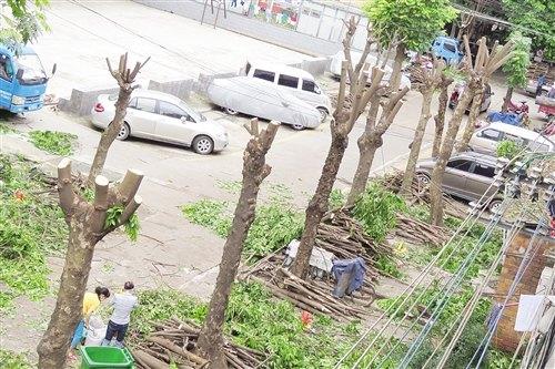 小区树木被“剃头”居民心疼物业称只是正常修剪