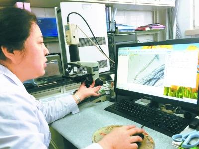 探访毛麻丝织品检验站1500根纤维“微辨”羊绒羊毛