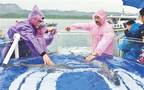 长江生态的风向标:中华鲟永续生存成为可能(图)