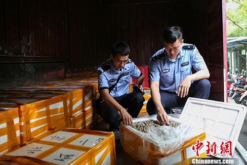 桂粤海关打掉特大走私海产品团伙涉案案值2亿元