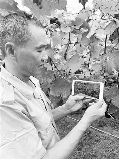 无锡物联网小镇，农民捧着手机“种葡萄”