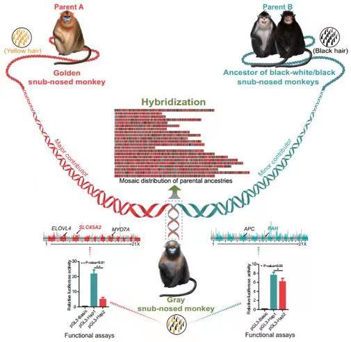 中国科学家揭示黔金丝猴杂交起源