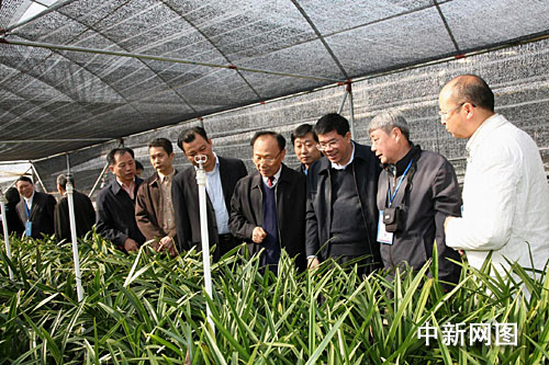 广东翁源成为中国国兰最大的生产基地组图