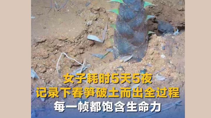 女子耗时5天5夜记录下春笋破土而出全过程