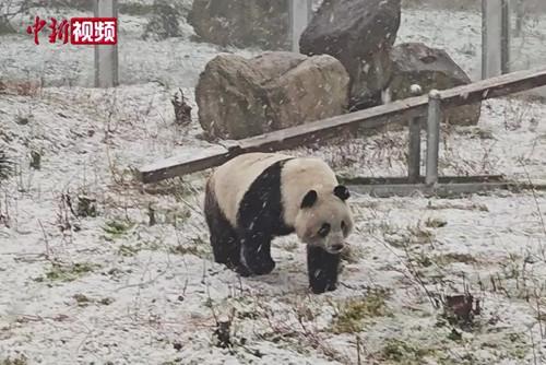 陕西秦岭迎降雪 “国宝”大熊猫雪中玩耍