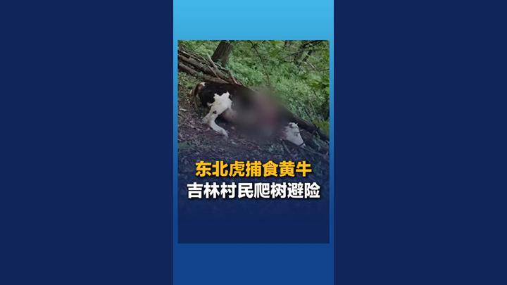 吉林村民遇东北虎捕食黄牛 危急时刻爬树避险