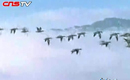 �ٷ���Ӧ͵�Ժ�������ӽ�������ϵ