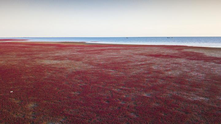 江山如此多娇丨十月红海滩，别样中国红