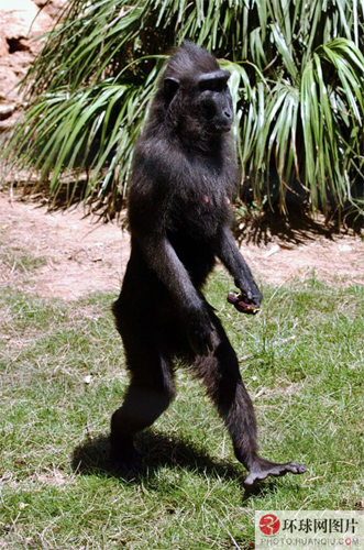 组图全球动物特立独行的癖好