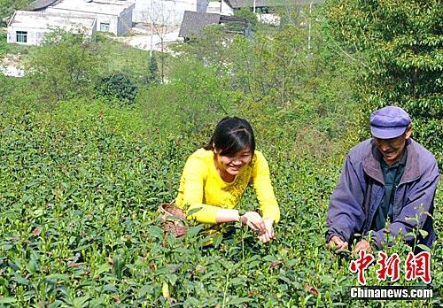汶川地震重灾区甘肃文县茶叶恢复正常生产
