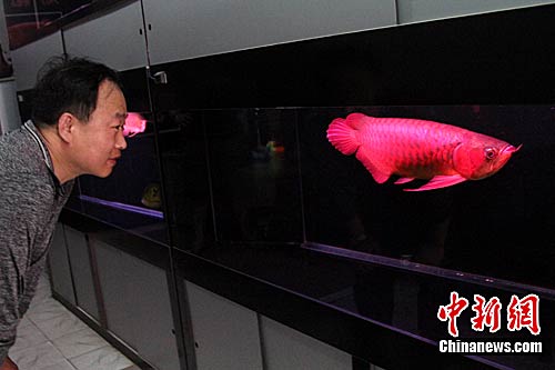 ӡ�ἫƷ�������������50��