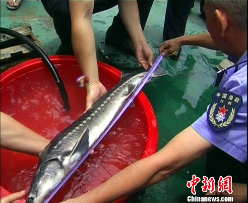 ۶���������������񲶻��л���