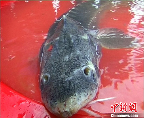 ۶���������������񲶻��л��ࣨ2��