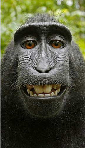 珍稀猕猴捡摄影师相机自拍鬼脸照片