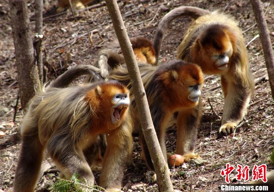 ��ũ�ܽ�˿����조���鱣��ս��