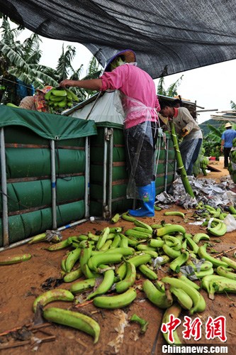 海南香蕉严重滞销社会各界解蕉急8