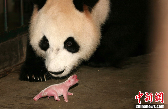 成都19岁高龄大熊猫生仔2