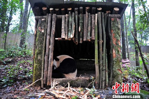 ����è���ſ����ڰ�Ұ����������˫��̥��3��