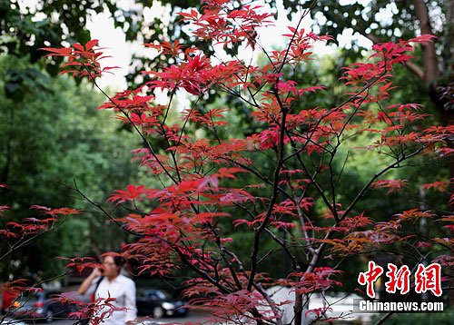 �Ͼ���ͷ��Ҷ������Ũ
