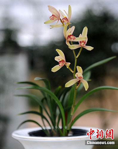 朋口镇兰花怒放.郑祚声 摄