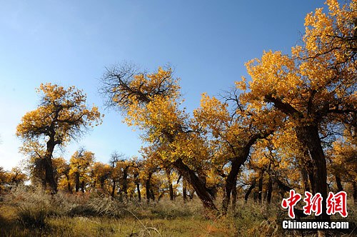 ���纽��ǣ���ں������ʱ��չ����