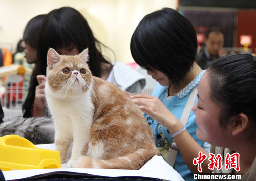 �ذ�С����������èչ�����人��3��