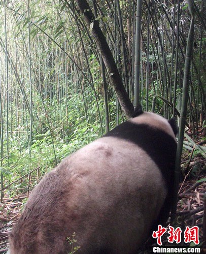 �Ĵ�����Ұ���״��ĵ�Ұ������è��2��