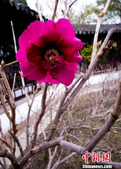 江苏盐城枯枝牡丹花开二度初冬展露娇颜 中新网