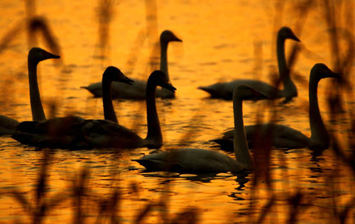 ɽ��ƽ½�ƺ�ʪ��ӭ���������Խ����3��