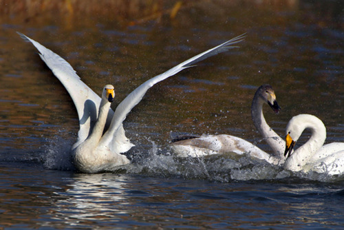 ɽ��ƽ½�ƺ�ʪ��ӭ���������Խ����5��