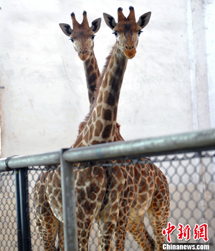 �й��׶Գ���¹˫��̥��ƽƽ��������һ����