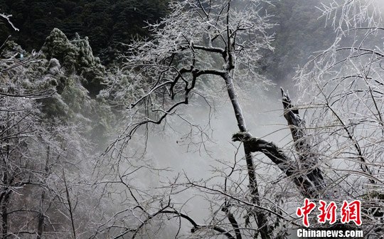 �������Ȼ�������ɱ�ѩ���綯ֲ������������