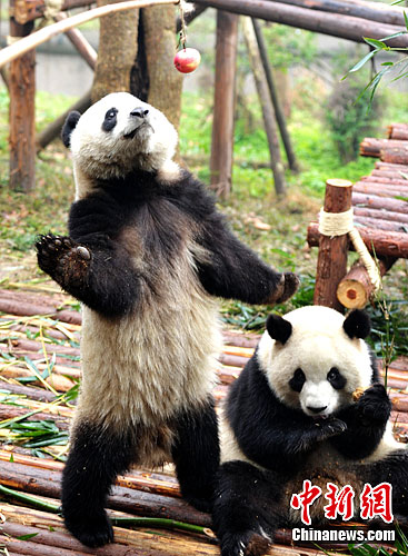 点图查看下一页