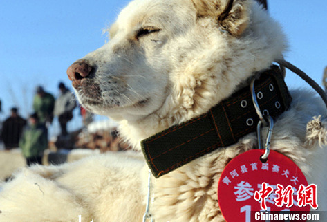 新疆哈萨克牧羊犬展示剽悍威猛气质