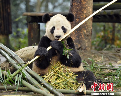 点图查看下一页