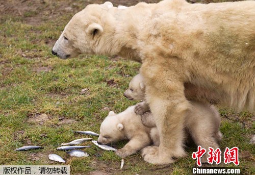 点图查看下一页