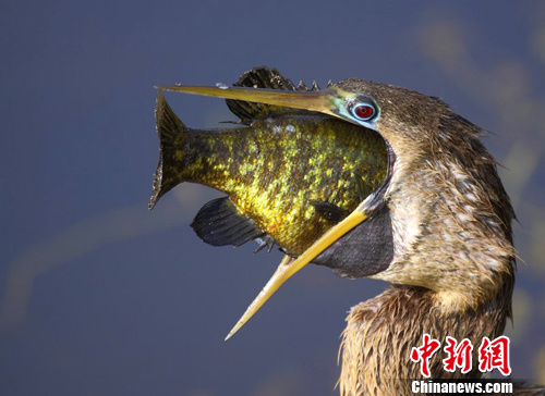 点图查看下一页