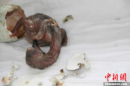 点图查看下一页