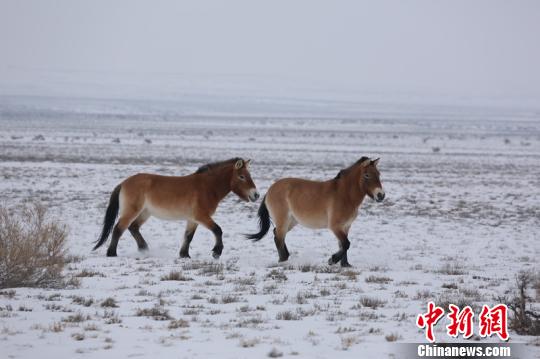 点图查看下一页